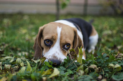 Close-up portrait of dog on field