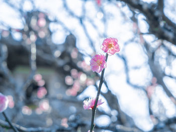 Close-up of pink cherry blossom