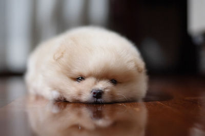 Close-up portrait of a small light brown pomeranian puppy