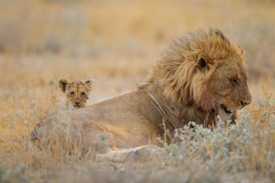 View of a lion