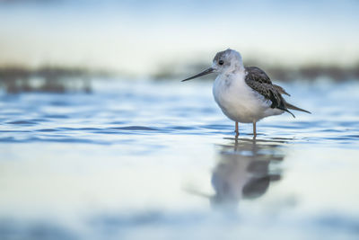 Close-up of seagull on a sea