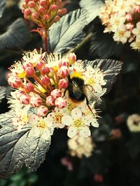 Close-up of insect on flower