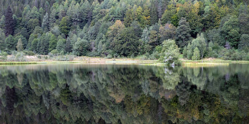 Scenic view of lake in forest