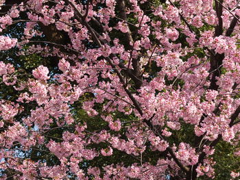 Pink cherry blossoms in spring