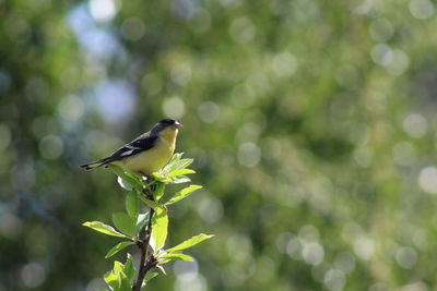 Sometimes the birds pose for me in the apple tree while i sit on the deck on a beautiful spring day.