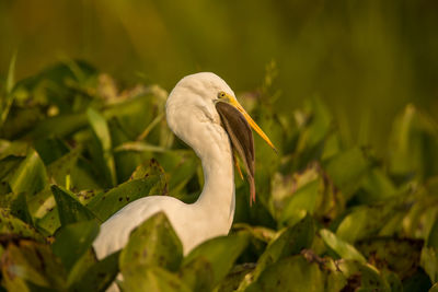 Close-up of egret eating animal