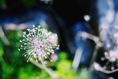 Close-up of flower plant