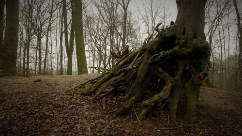 Trees in forest