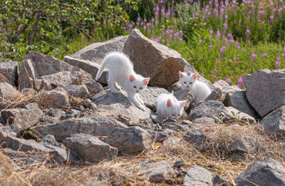 View of birds on rock