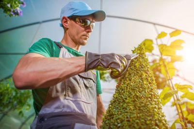 Gardener pruning topiary at greenhouse