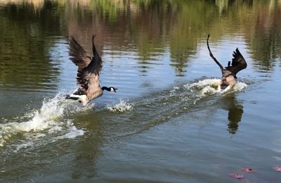 Ducks in a lake