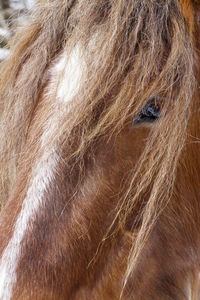 Full frame shot of horse