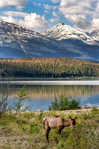 Scenic view of lake against mountain range with early morning grazing