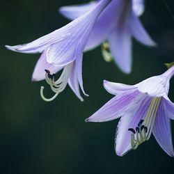 Close-up of purple flowers