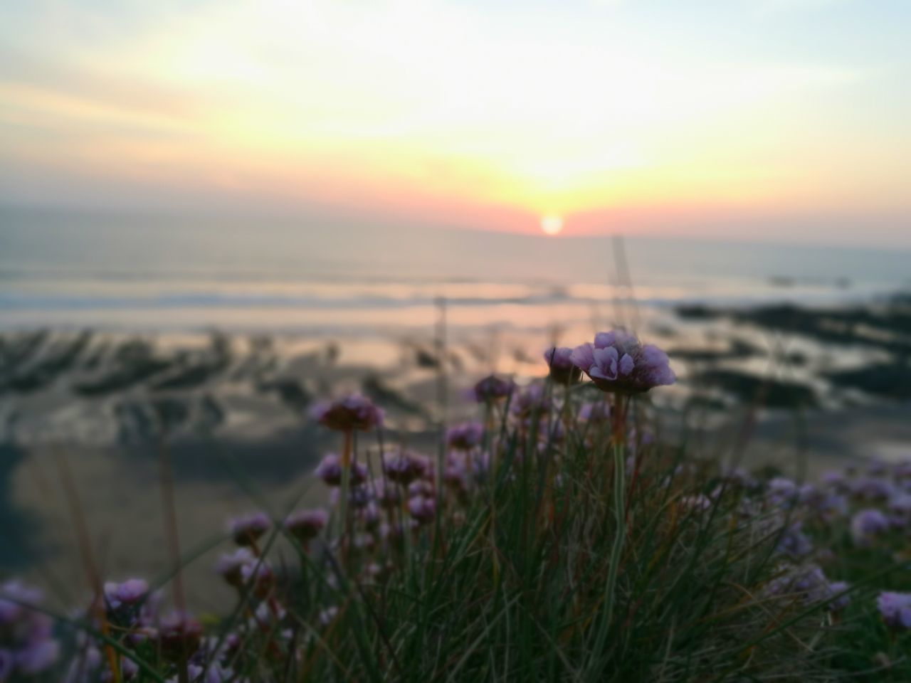 sunset, nature, beauty in nature, flower, plant, growth, tranquility, sky, no people, outdoors, purple, scenics, fragility, tranquil scene, sea, cloud - sky, water, freshness, close-up, grass, horizon over water, flower head, day