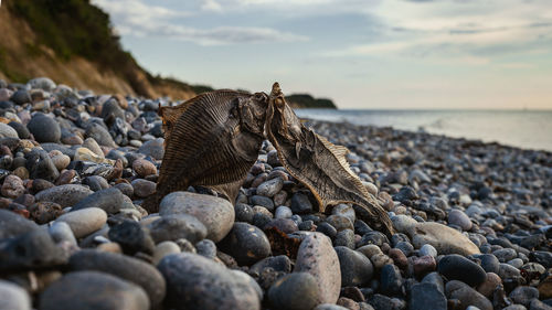 Pebbles on beach