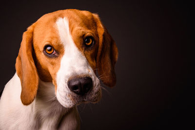 Close-up portrait of dog against black background