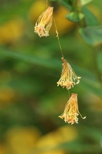 Close-up of dried pollens hanging on vine