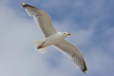 Low angle view of seagull flying against sky