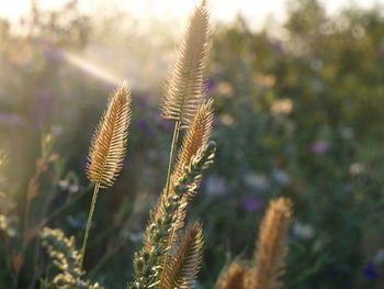 Close-up of fresh plant