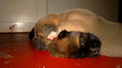 Close-up of dog sleeping