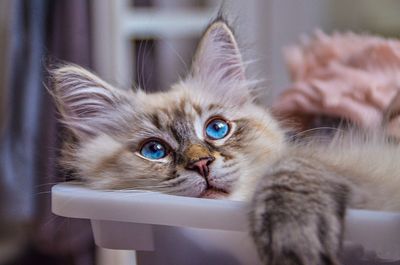 Siberian cat kitten 