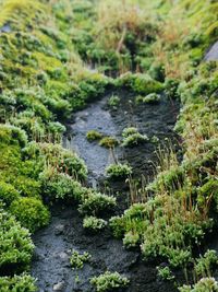 Moss in nature.