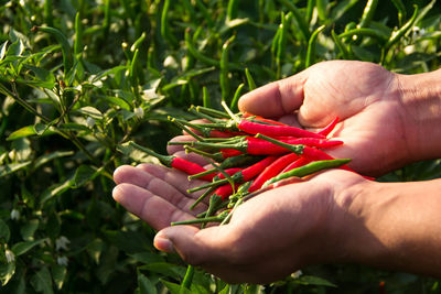 Midsection of person holding red chili plant