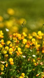 Close-up of yellow flowering plant on field