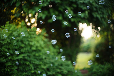 Close-up of water drops on leaf