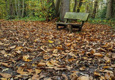 Fallen leaves on field in park during autumn