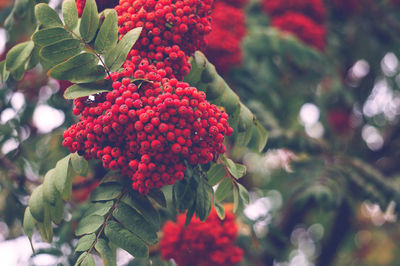 Close-up of red berries growing on tree