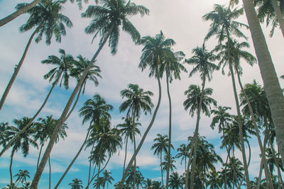 Low angle view of palm trees against sky