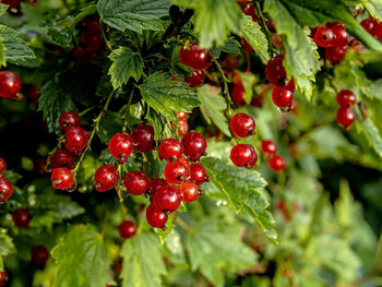 Close-up of red berries growing on tree