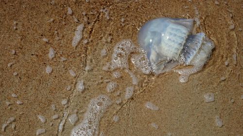 Close-up of seashell on beach