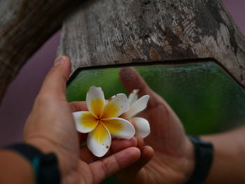 Close-up of hand holding white flower against mirror