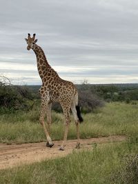 Giraffe standing on field