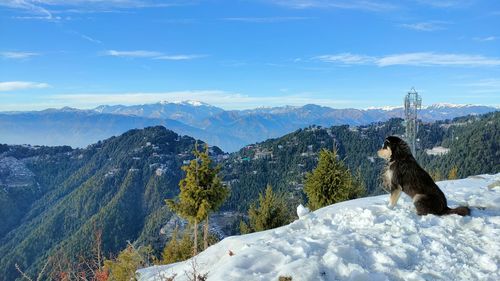 View of a dog on snow covered mountains