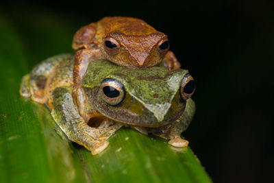 Close-up of frog