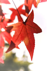 Close-up of maple leaf during autumn