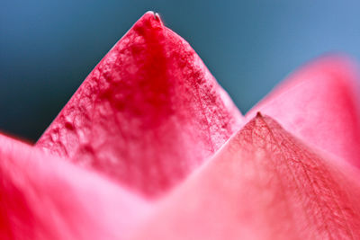 Close up of pink petals