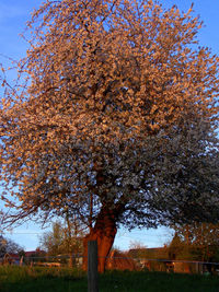 Low angle view of tree in field