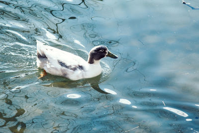 High angle view of duck swimming in lake