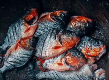 High angle view of fishes on table