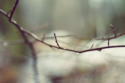 Close-up of plant against water