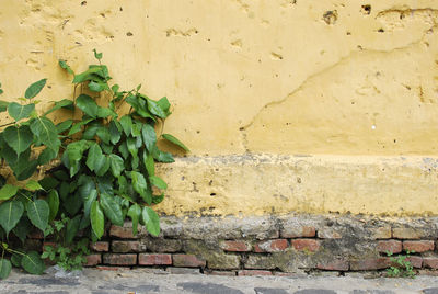 Plants growing on concrete wall