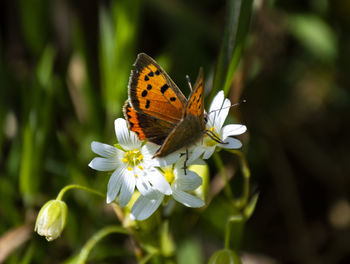 Close-up of butterfly pollinating on flower