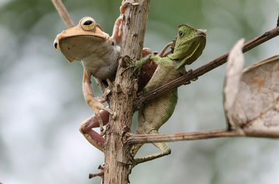 Close-up of a bird perching on branch