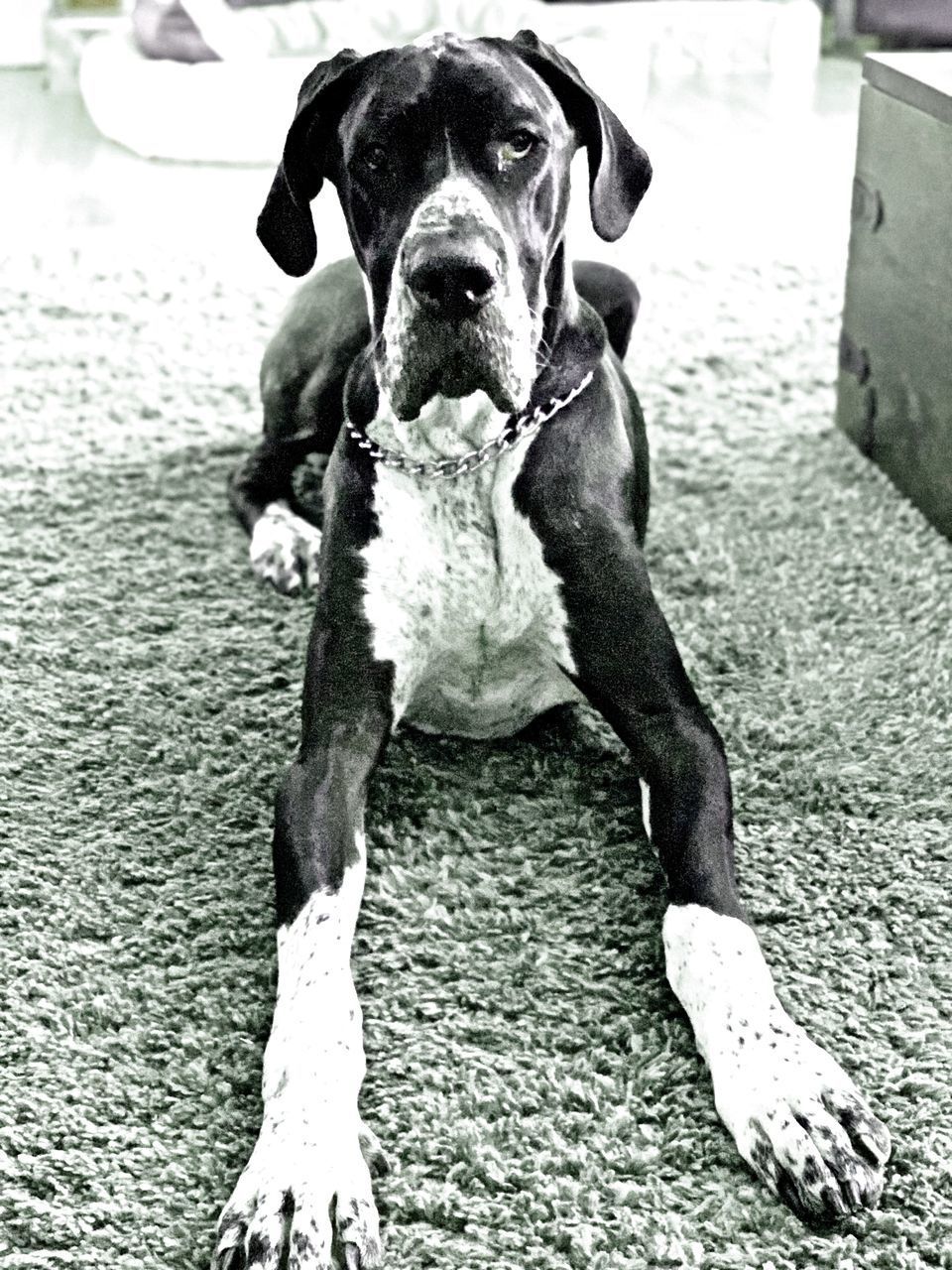 PORTRAIT OF DOG RELAXING ON WOOD