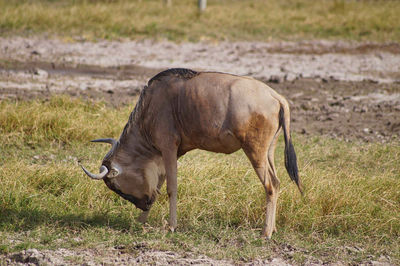 Horse grazing in field